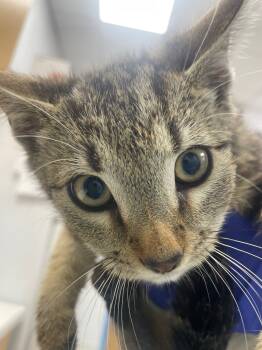 Rescue Domestic Short Hair Cats for Adoption in Hartsville, South Carolina - Wanda | PetCurious