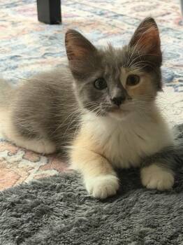 Leia -  Calico Cat for Adoption in San Antonio, Texas - Leia | PetCurious
