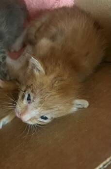 GINGER -  Domestic Short Hair Cat for Adoption in Thousand Palms, California - GINGER | PetCurious