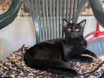 Rescue Domestic Short Hair Cats for Adoption in Waynesville, North Carolina - Boo | PetCurious