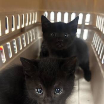 Martini -  Domestic Short Hair Cat for Adoption in Philadelphia, Pennsylvania - Martini | PetCurious