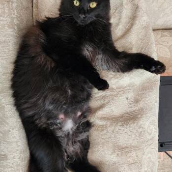 Worm -  Domestic Long Hair Cat for Adoption in Asheville, North Carolina - Worm | PetCurious