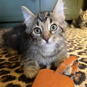 Rumble -  Domestic Medium Hair Cat for Adoption in Blaine, Minnesota - Rumble | PetCurious