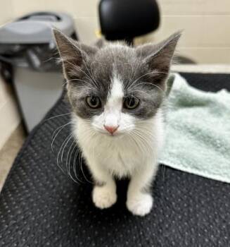 Pip -  Domestic Short Hair Cat for Adoption in Westland, Michigan - Pip | PetCurious