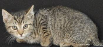 Domestic Short Hair Cats Available for Adoption in Newland, North Carolina - Capri Sun | PetCurious