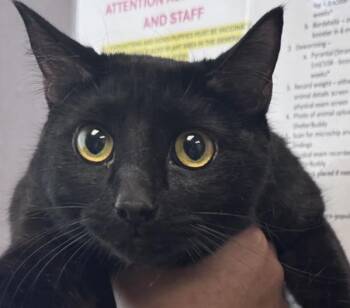 Noche -  Domestic Short Hair Cat for Adoption in Salt Lake City, Utah - Noche | PetCurious