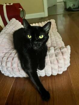Willow -  Domestic Short Hair Cat for Adoption in Enfield, Connecticut - Willow | PetCurious