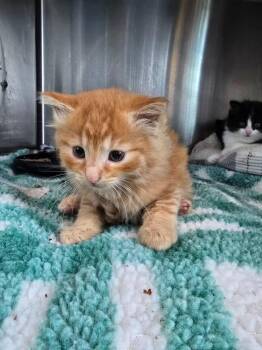 E2 Reeses Pieces -  Domestic Medium Hair Cat for Adoption in Ashland, Wisconsin - E2 Reeses Pieces | PetCurious