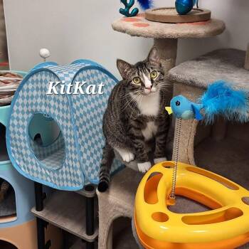 Kit Kat -  Domestic Short Hair Cat for Adoption in Vine Grove, Kentucky - Kit Kat | PetCurious