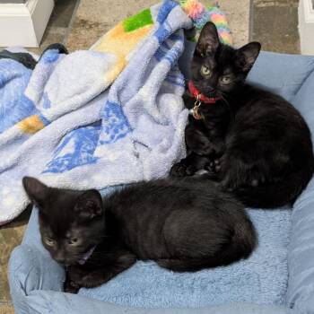 Villa -  Domestic Short Hair Cat for Adoption in Madison, Wisconsin - Villa | PetCurious