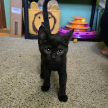 Rescue Domestic Short Hair Cats for Adoption in Jacksonville, Oregon - Pablo | PetCurious