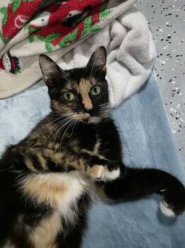 Domestic Short Hair Cats Available for Adoption - Foxie - Playful And Affectionate | PetCurious