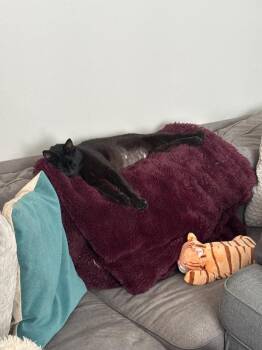 Jack Black -  Domestic Short Hair Cat for Adoption in Arthur, Ontario - Jack Black | PetCurious