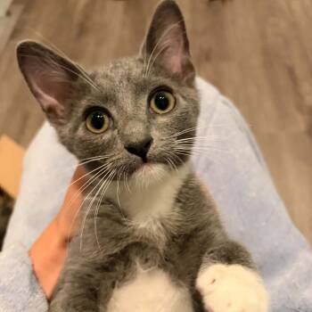 Stardust -  Domestic Short Hair Cat for Adoption in Victoria, British Columbia - Stardust | PetCurious