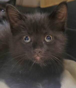 Soup -  Domestic Medium Hair and Domestic Short Hair Cat for Adoption in Kansas City, Missouri - Soup | PetCurious