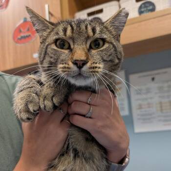 Michi -  Domestic Short Hair Cat for Adoption in New Castle, Delaware - Michi | PetCurious