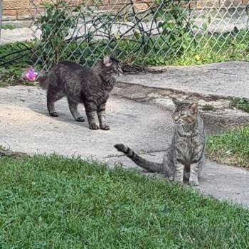 Mommy - Home to Home -  Domestic Short Hair Cat for Adoption in South Elgin, Illinois - Mommy - Home To Home | PetCurious