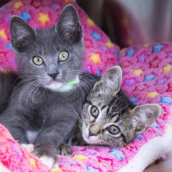 Savanna (bonded with Jericho) -  Domestic Short Hair Cat for Adoption - Savanna (bonded With Jericho) | PetCurious