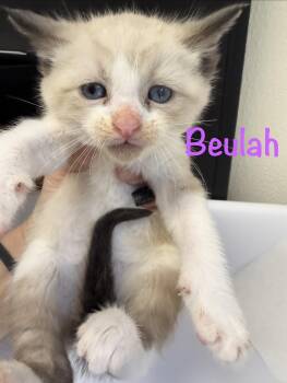 Beulah -  Siamese Cat for Adoption in Crescent City, California - Beulah | PetCurious