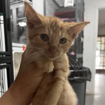 Rodericka -  Domestic Short Hair Cat for Adoption in Birmingham, Alabama - Rodericka | PetCurious