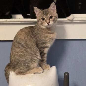 Rescue Domestic Short Hair Cats for Adoption in Richmond, Virginia - Mourning Dove | PetCurious