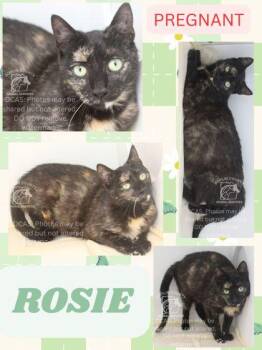 Domestic Short Hair Cats Available for Adoption in Kenansville, North Carolina - ROSIE | PetCurious