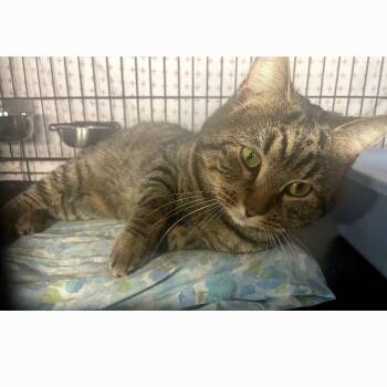Tabby Cats Available for Adoption - Hunk | PetCurious