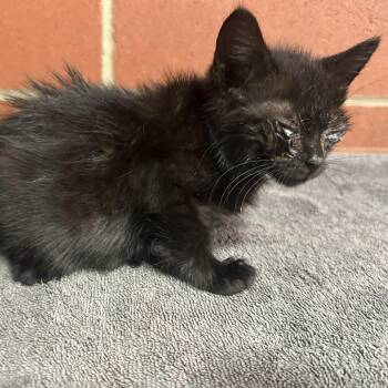 Poe -  Domestic Short Hair Cat for Adoption in Cabot, Arkansas - Poe | PetCurious