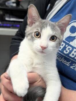 Rescue Domestic Short Hair Cats for Adoption in Canfield, Ohio - FRISKEY | PetCurious