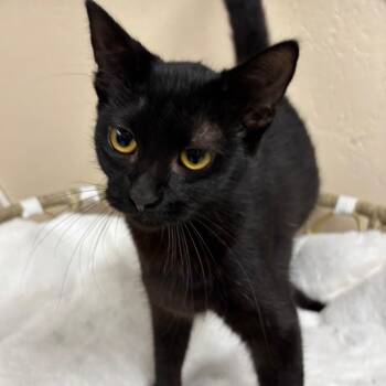 Betty -  Domestic Short Hair Cat for Adoption in Medford, Oregon - Betty | PetCurious