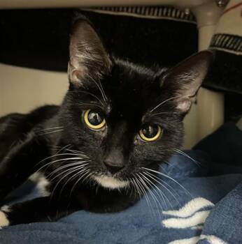 Domestic Short Hair Cats Available for Adoption in Boston, Massachusetts - MEECH | PetCurious