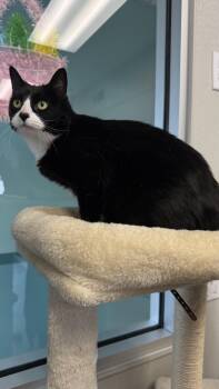 Domestic Short Hair Cats Available for Adoption - Orzo | PetCurious