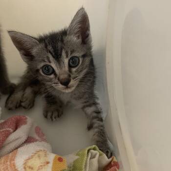 Olive -  Domestic Short Hair Cat for Adoption in Pasadena, California - Olive | PetCurious