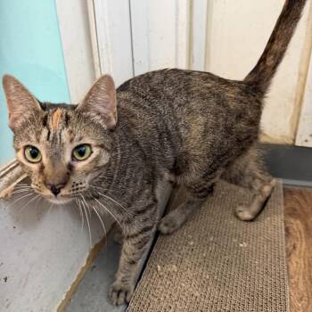 Georgi -  Domestic Short Hair Cat for Adoption in Quakertown, Pennsylvania - Georgi | PetCurious