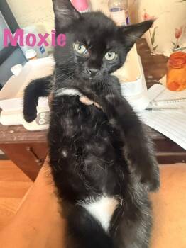 Moxie -  Domestic Short Hair Cat for Adoption in Ruskin, Florida - Moxie | PetCurious
