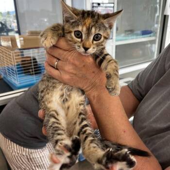 Domestic Short Hair Cats Available for Adoption in Kingman, Arizona - Toffee | PetCurious