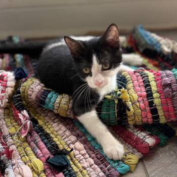 Weeble -  Domestic Short Hair Cat for Adoption in Port Neches, Texas - Weeble | PetCurious