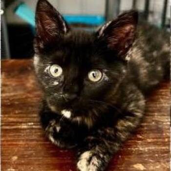 Piper -  Domestic Short Hair Cat for Adoption in Orangevale, California - Piper | PetCurious