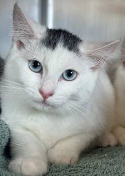 Domestic Medium Hair and Domestic Short Hair Cats Available for Adoption - Plum | PetCurious