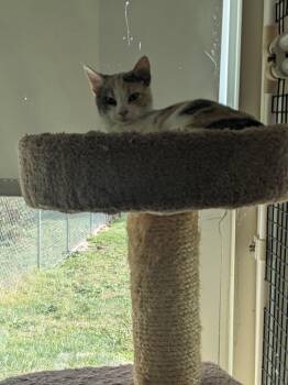 Rescue Domestic Short Hair Cats for Adoption in Altoona, Pennsylvania - Pearl | PetCurious