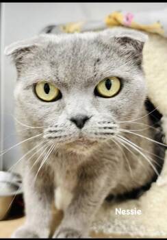 Rescue Scottish Fold Cats for Adoption in Jackson Township, New Jersey - Nessie | PetCurious