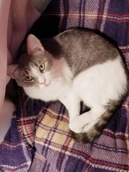 STAR -  Domestic Short Hair Cat for Adoption in Seymour, Indiana - STAR | PetCurious