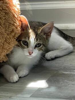 Chips -  Domestic Short Hair Cat for Adoption in East Brunswick, New Jersey - Chips | PetCurious