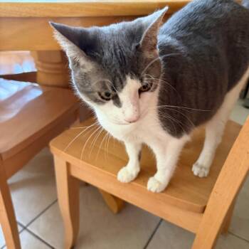 Domestic Short Hair Cats Available for Adoption in West Palm Beach, Florida - Evelyn | PetCurious