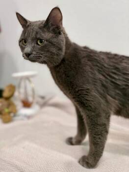 Pringle -  Russian Blue Cat Available for Adoption in Las Vegas, Nevada - Pringle | PetCurious