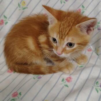 Atacama (tancollar) -  Domestic Short Hair Cat for Adoption in Coos Bay, Oregon - Atacama (tancollar) | PetCurious