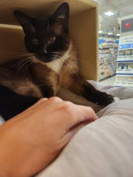 Chaka -  Siamese Cat for Adoption in Austin, Texas - Chaka | PetCurious