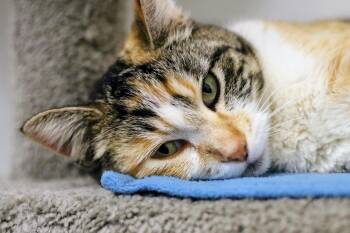 Domestic Short Hair Cats Available for Adoption in Boise, Idaho - Gigit | PetCurious