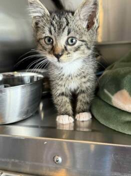 Tai -  Domestic Short Hair Cat for Adoption in Charleston, South Carolina - Tai | PetCurious