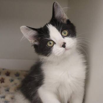 Kawasaki -  Domestic Short Hair Cat for Adoption in Champaign, Illinois - Kawasaki | PetCurious